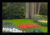 Keukenhof Hollandia 026